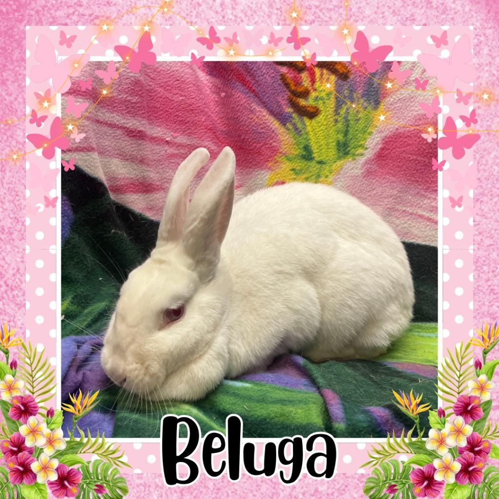 Enlarge Beluga, a Adoptable Bunny Rabbit in Elizabethtown, KY image 2/2