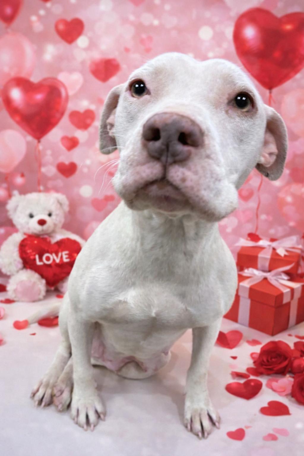 Peppermint , a ADOPTABLE mixed breed in Ashland, KY image 1/2