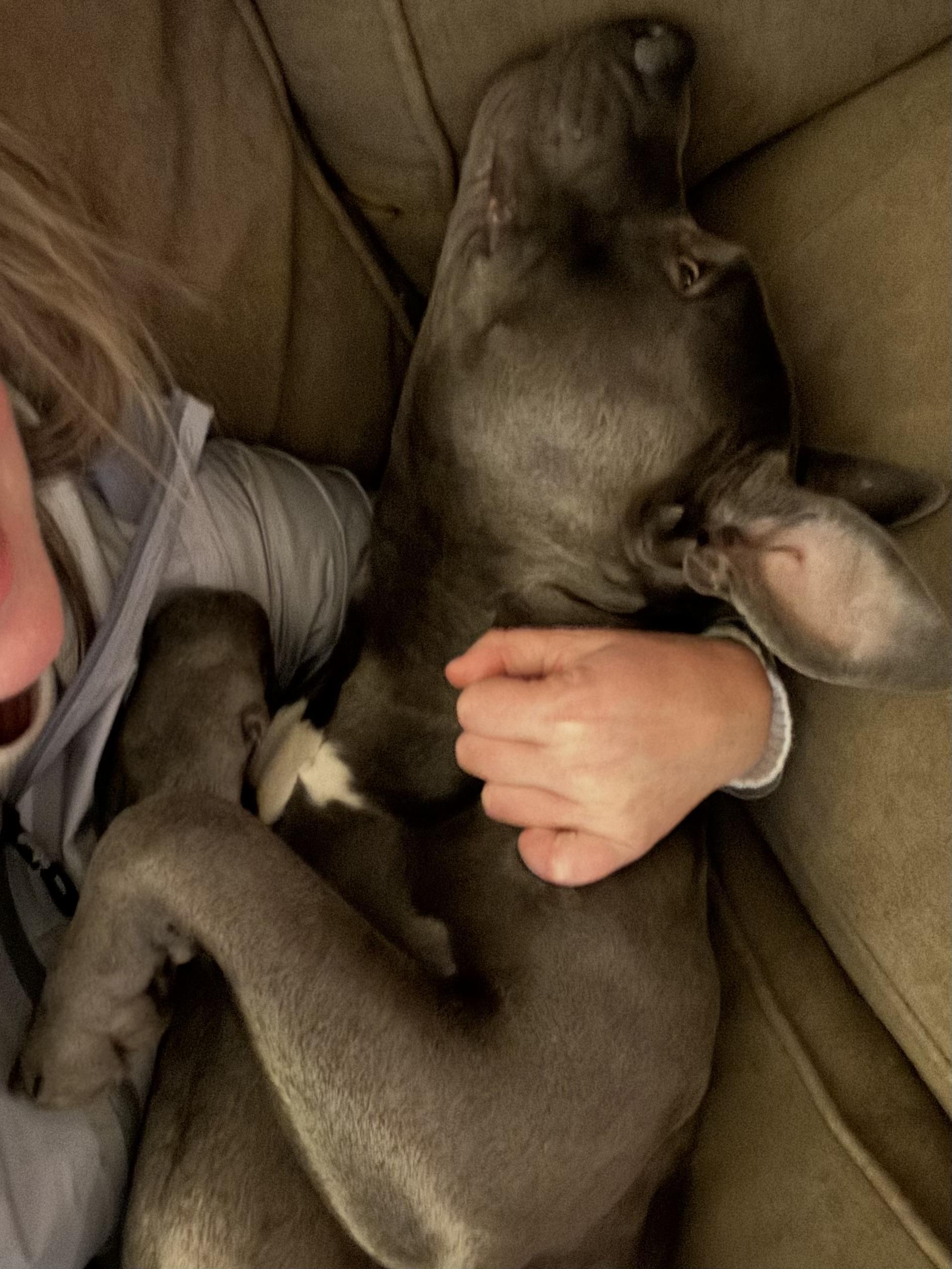 Levi, a Adopted Pit Bull Terrier in Portland, OR image 6/6