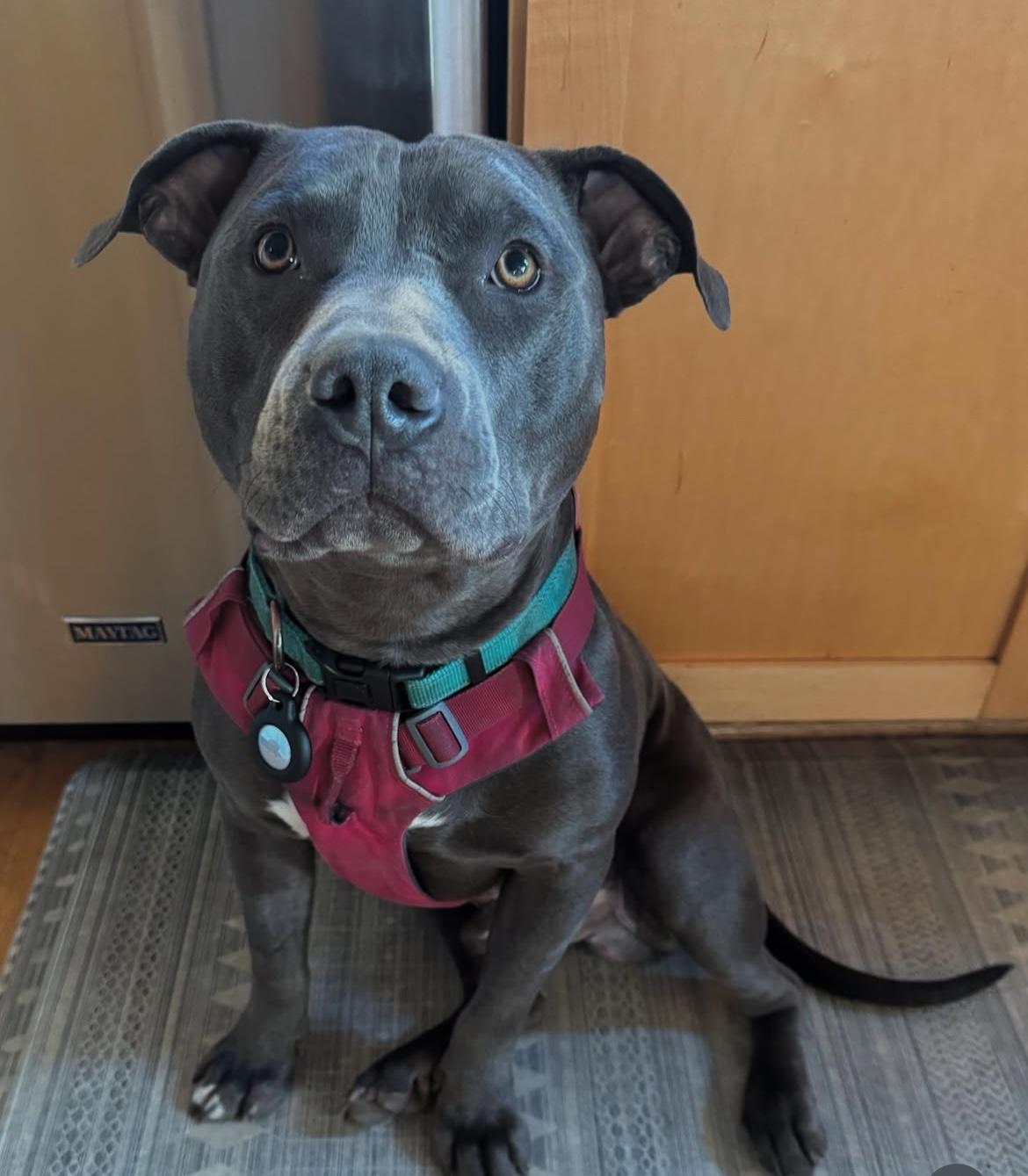 Levi, a Adopted Pit Bull Terrier in Portland, OR image 3/6