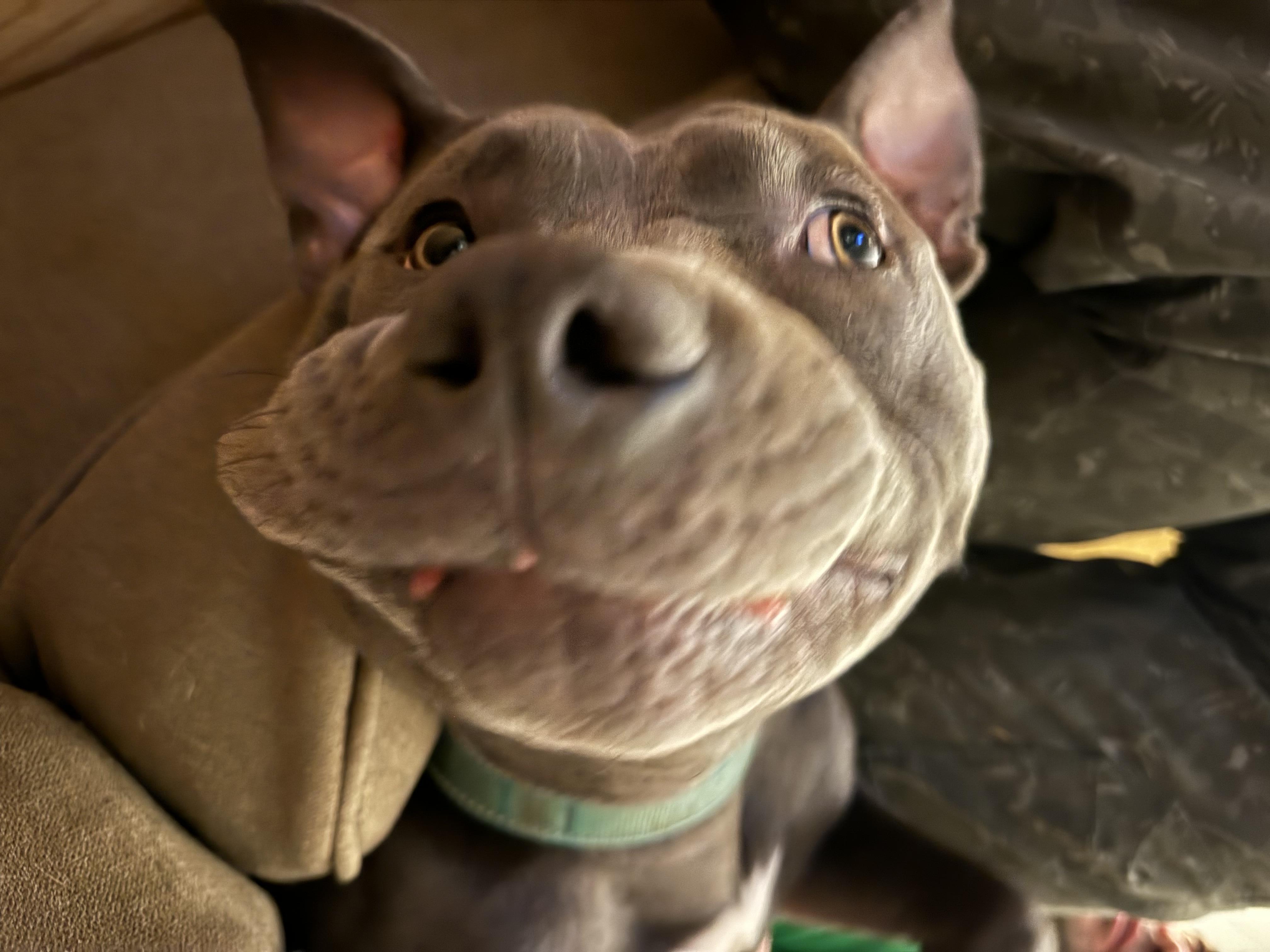 Levi, a Adopted Pit Bull Terrier in Portland, OR image 4/6