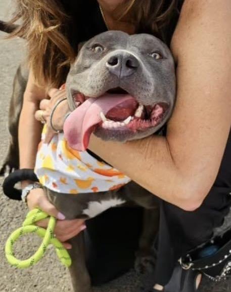 Levi, a Adopted Pit Bull Terrier in Portland, OR image 1/6