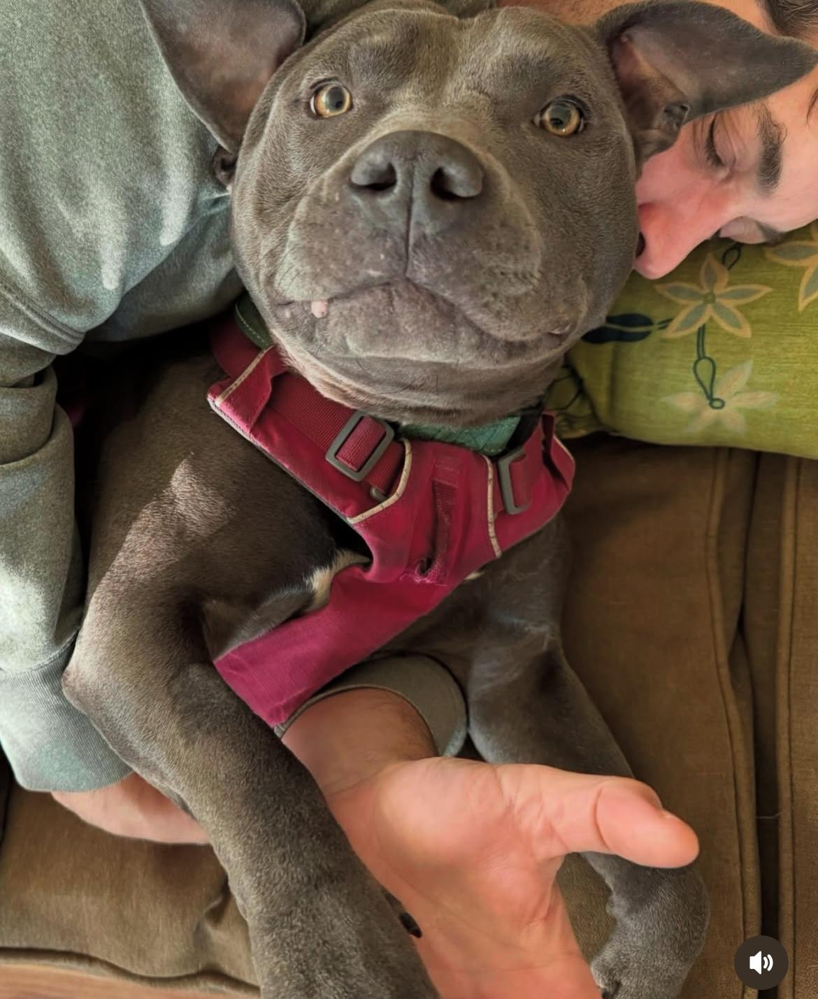 Levi, a Adopted Pit Bull Terrier in Portland, OR image 2/6