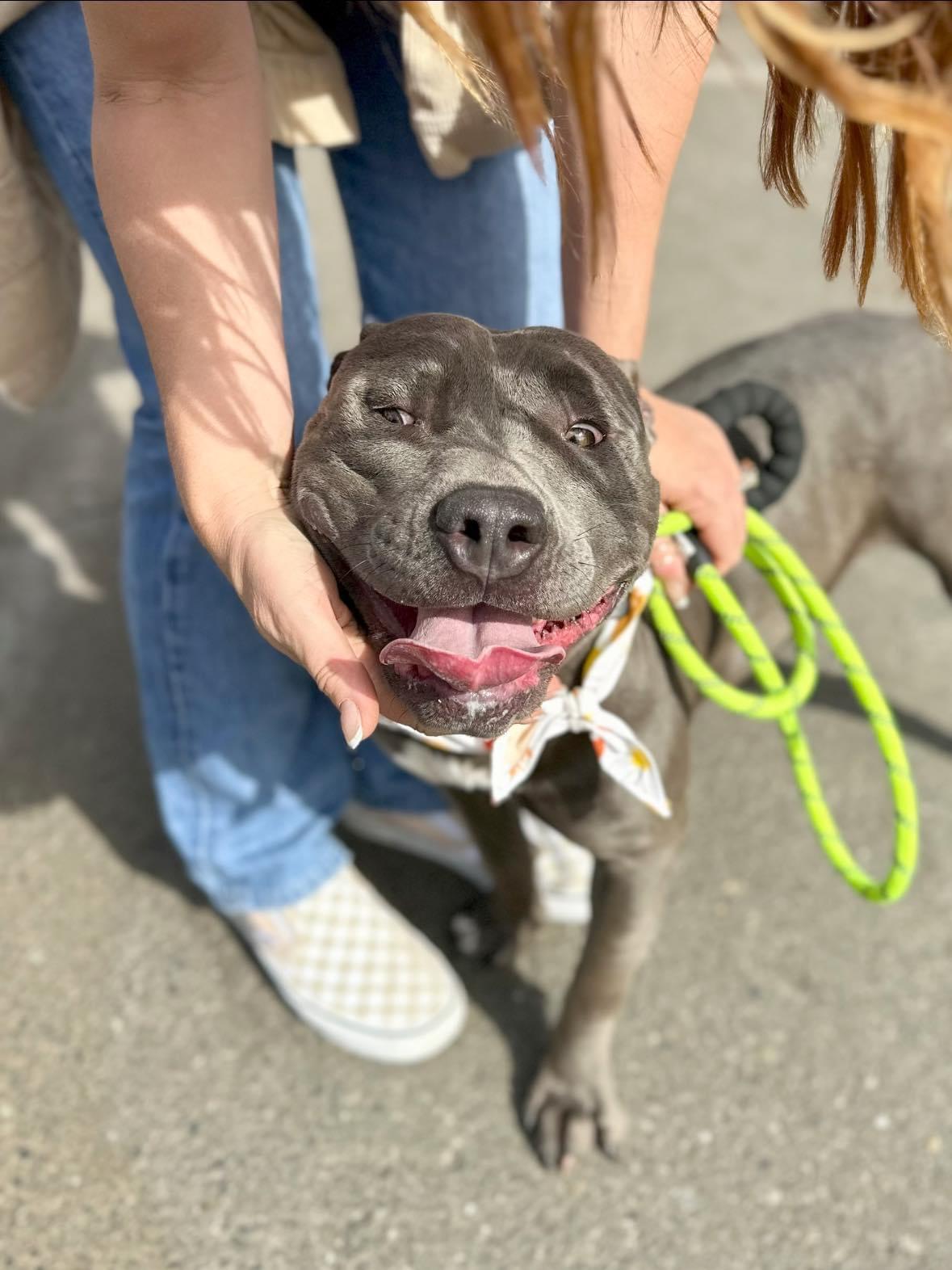 Levi, a Adopted Pit Bull Terrier in Portland, OR image 5/6