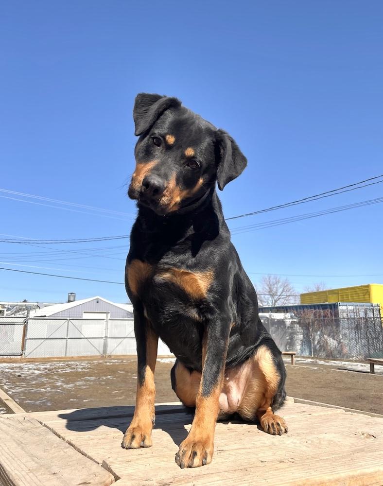 Enlarge Mollie, a Adoptable mixed breed in Boulder, CO image 3/3