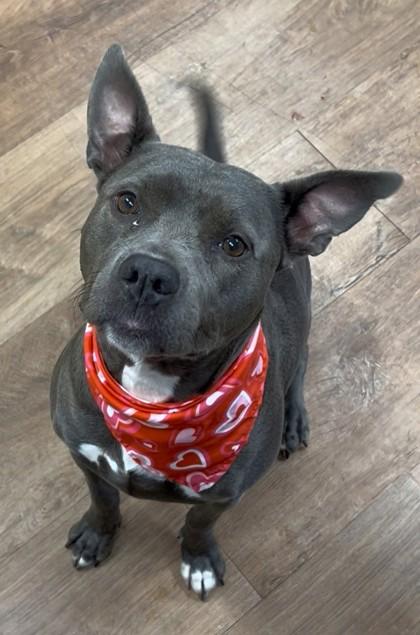 Triss, Adoptable, Adult Female Pit Bull Terrier & Mixed Breed.