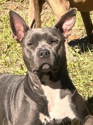 Enlarge Triss, a Adoptable mixed breed in Savannah, GA image 2/3