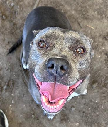 Enlarge Triss, a Adoptable mixed breed in Savannah, GA image 3/3