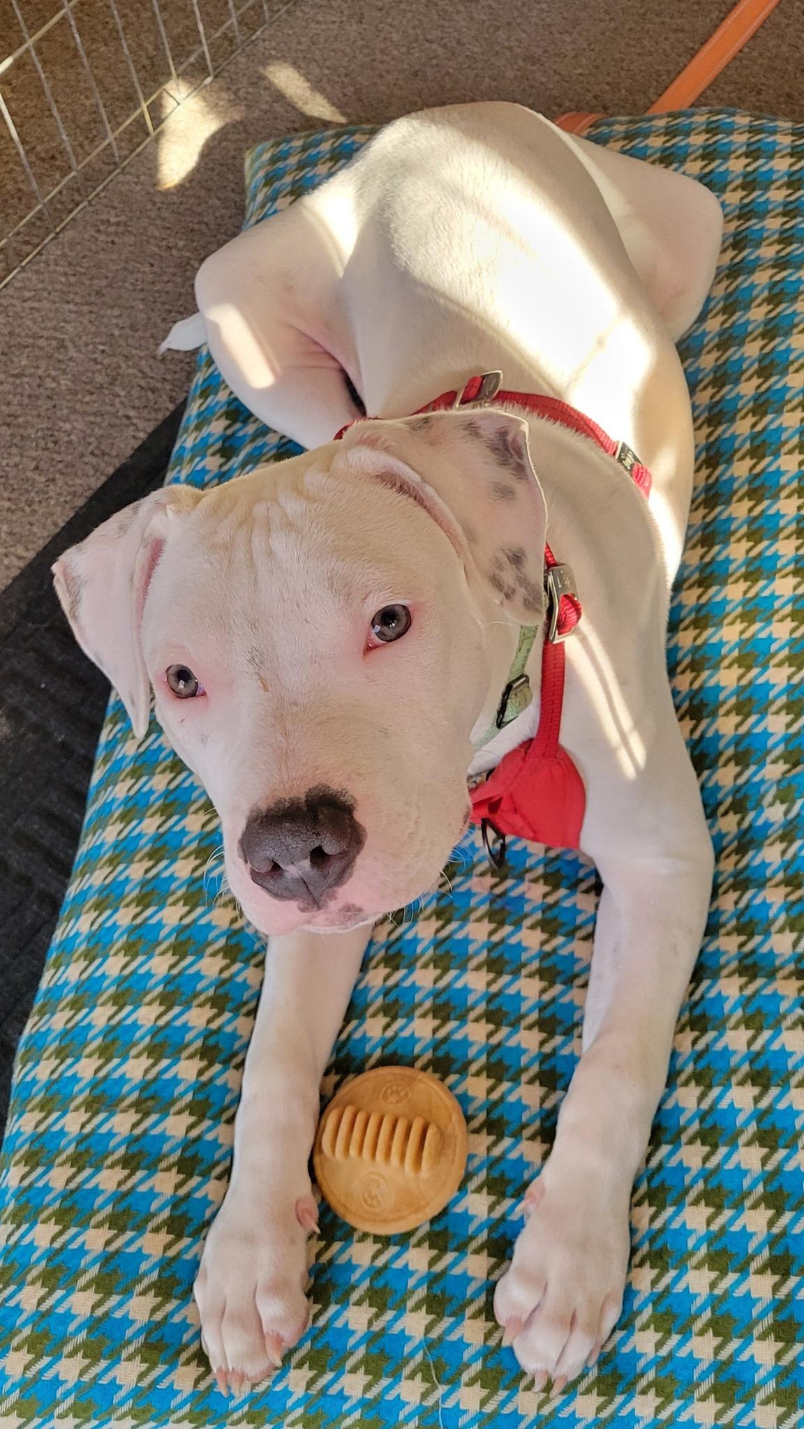 Peyton, a Adoptable Pit Bull Terrier in Libertyville, IL image 6/6