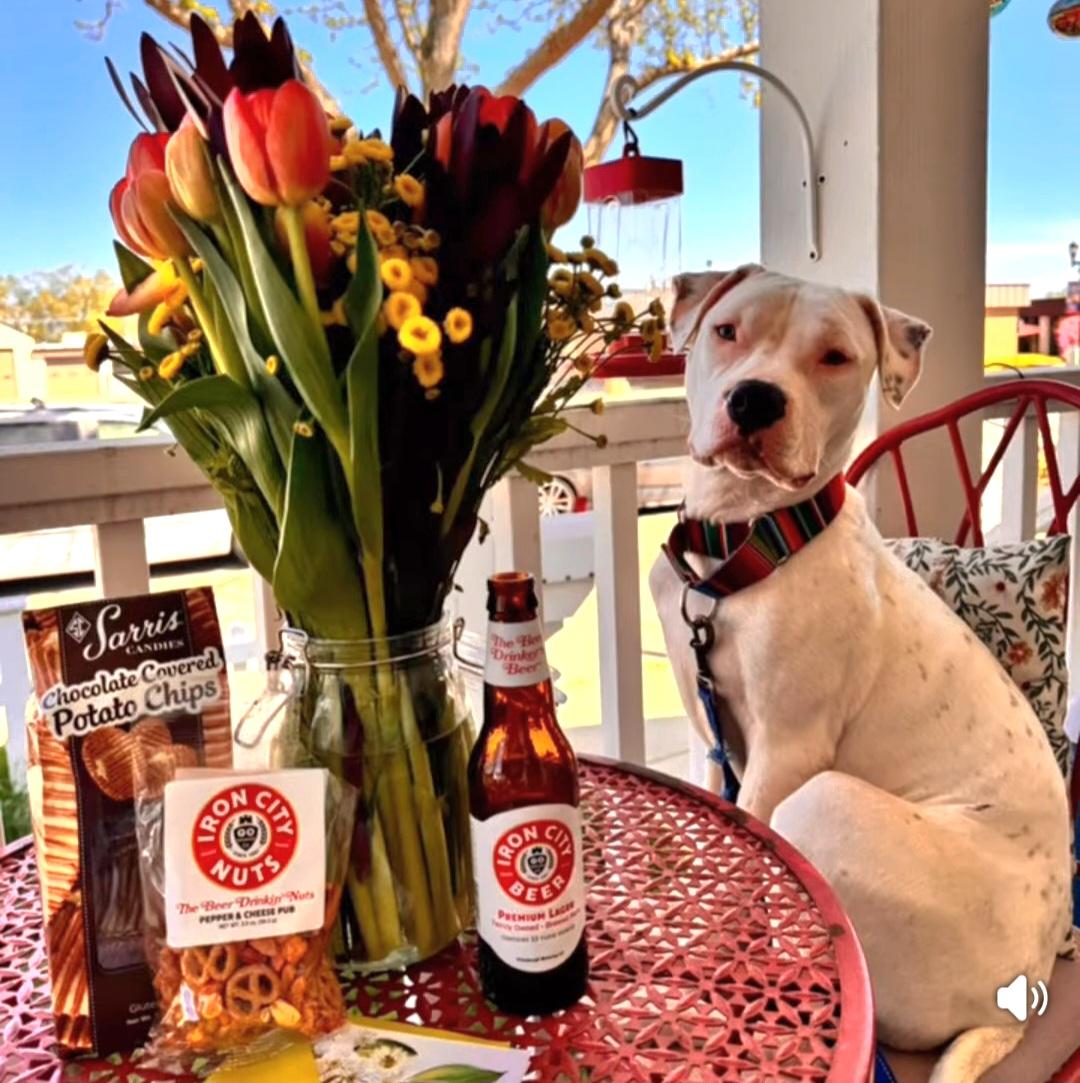 Peyton, a Adoptable Pit Bull Terrier in Libertyville, IL image 3/6