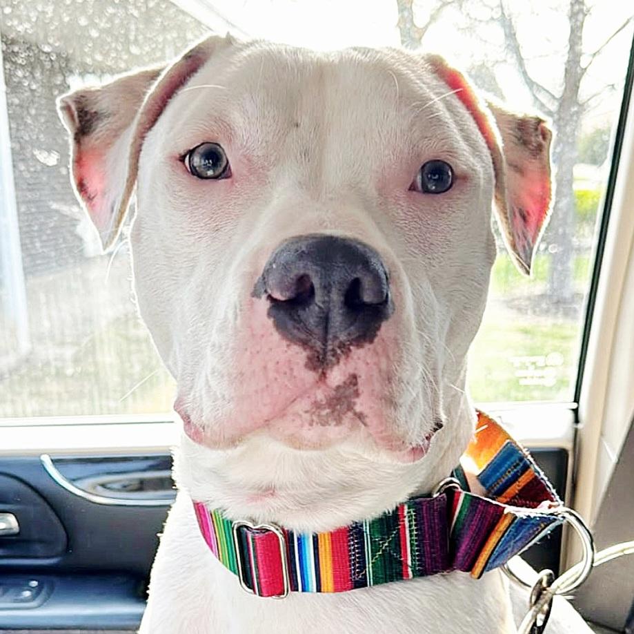 Peyton, a Adoptable Pit Bull Terrier in Libertyville, IL image 1/6