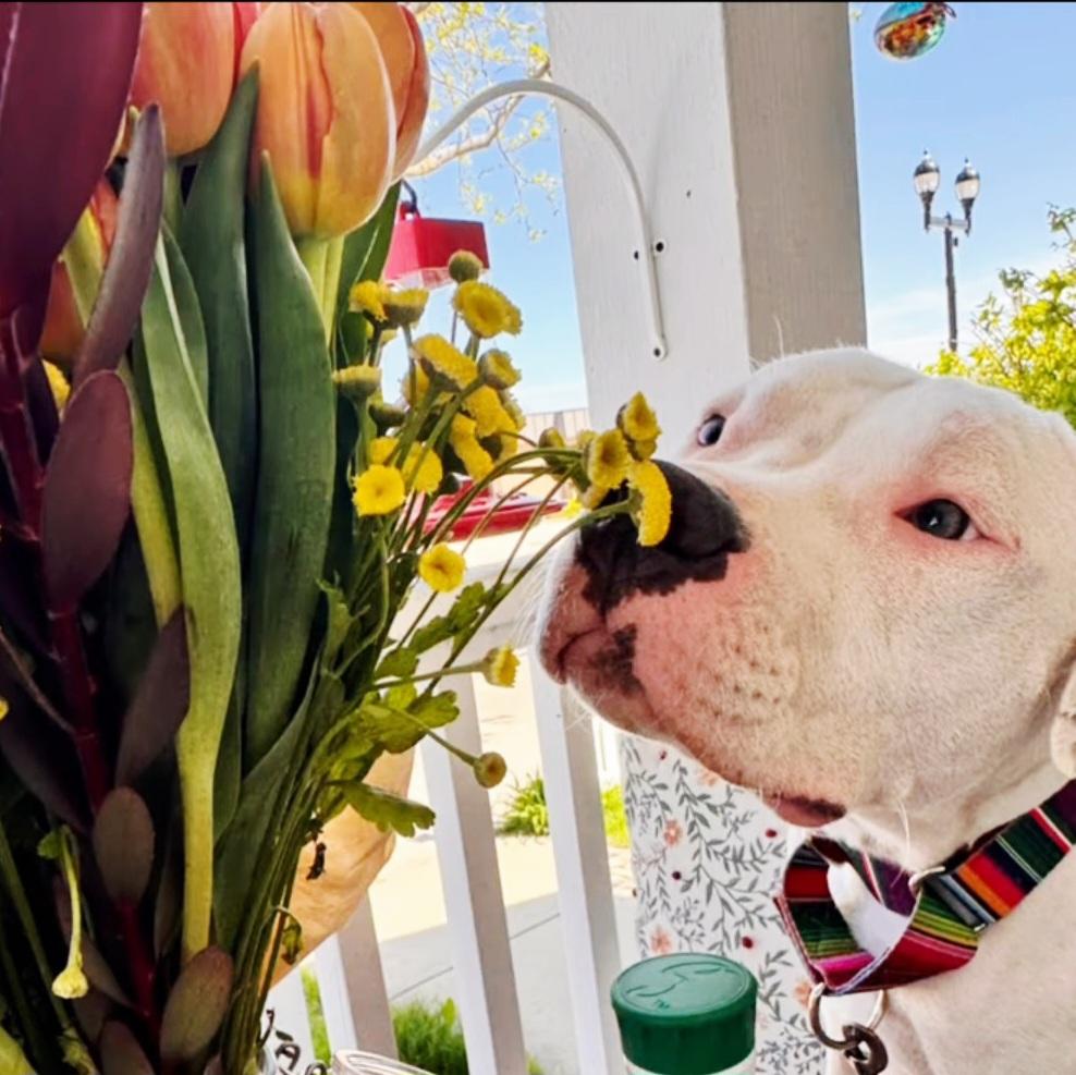 Peyton, a Adoptable Pit Bull Terrier in Libertyville, IL image 4/6