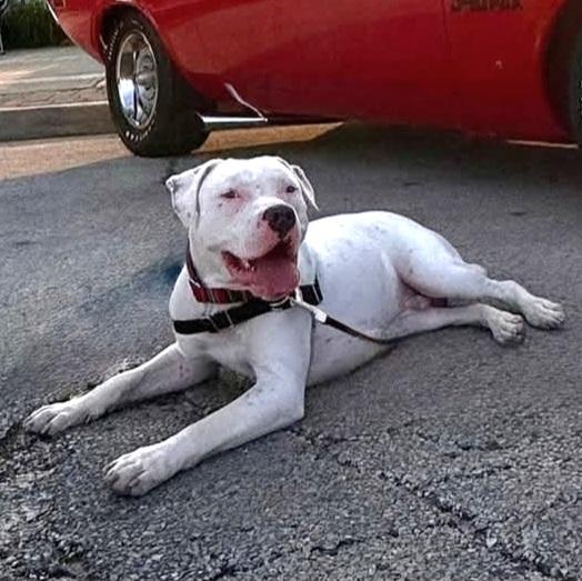 Peyton, a Adoptable Pit Bull Terrier in Libertyville, IL image 5/6