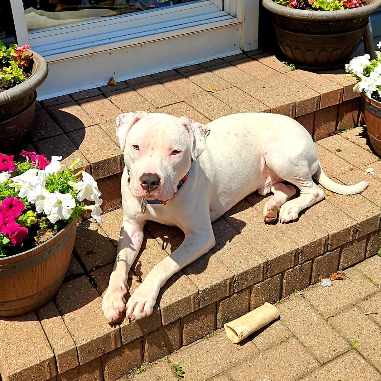 Peyton, a Adoptable Pit Bull Terrier in Libertyville, IL image 2/6