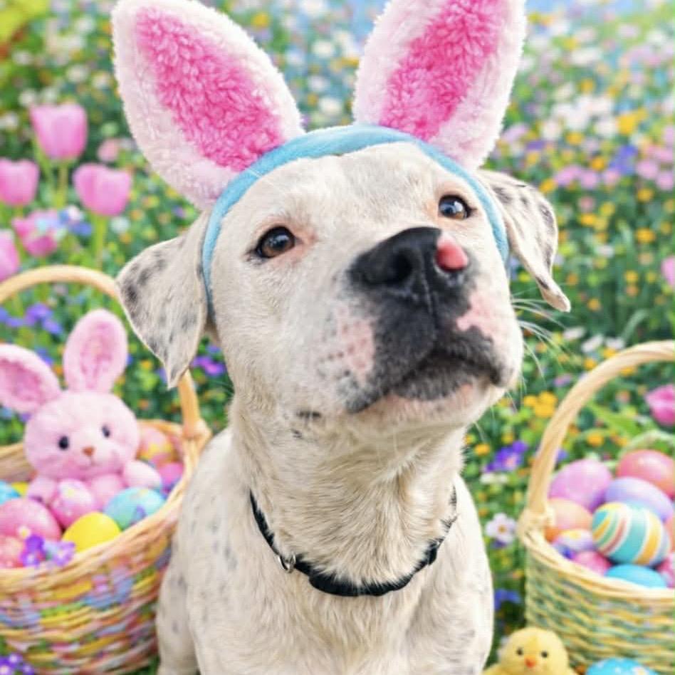 Linus, Adoptable, Adult Male Mixed Breed.