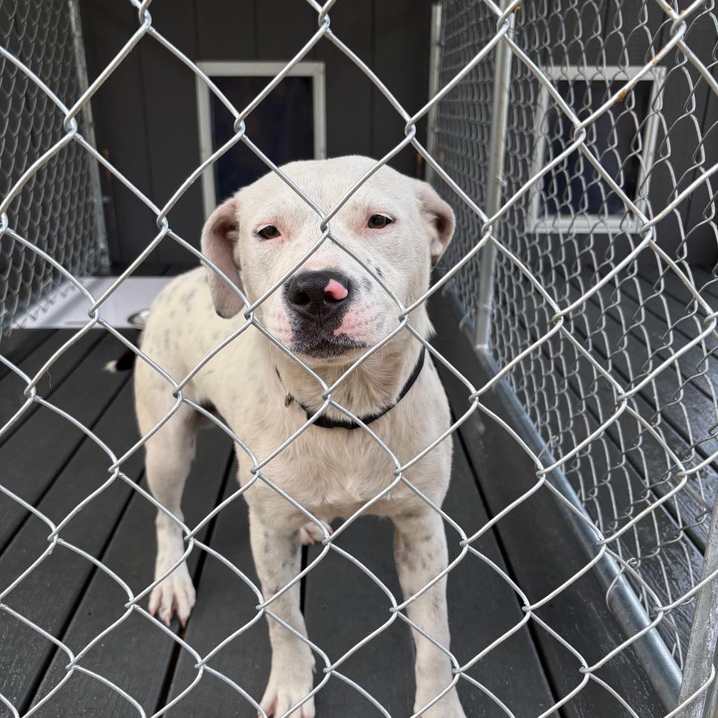 Enlarge Linus, a Adoptable Mixed Breed in Hinesville, GA image 2/2