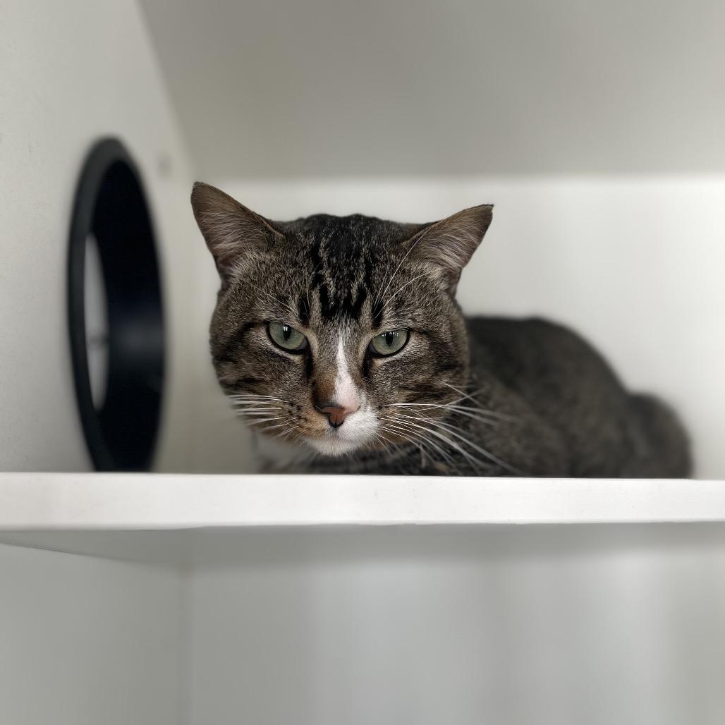 Sebastian, Adoptable, Adult Male Domestic Short Hair.