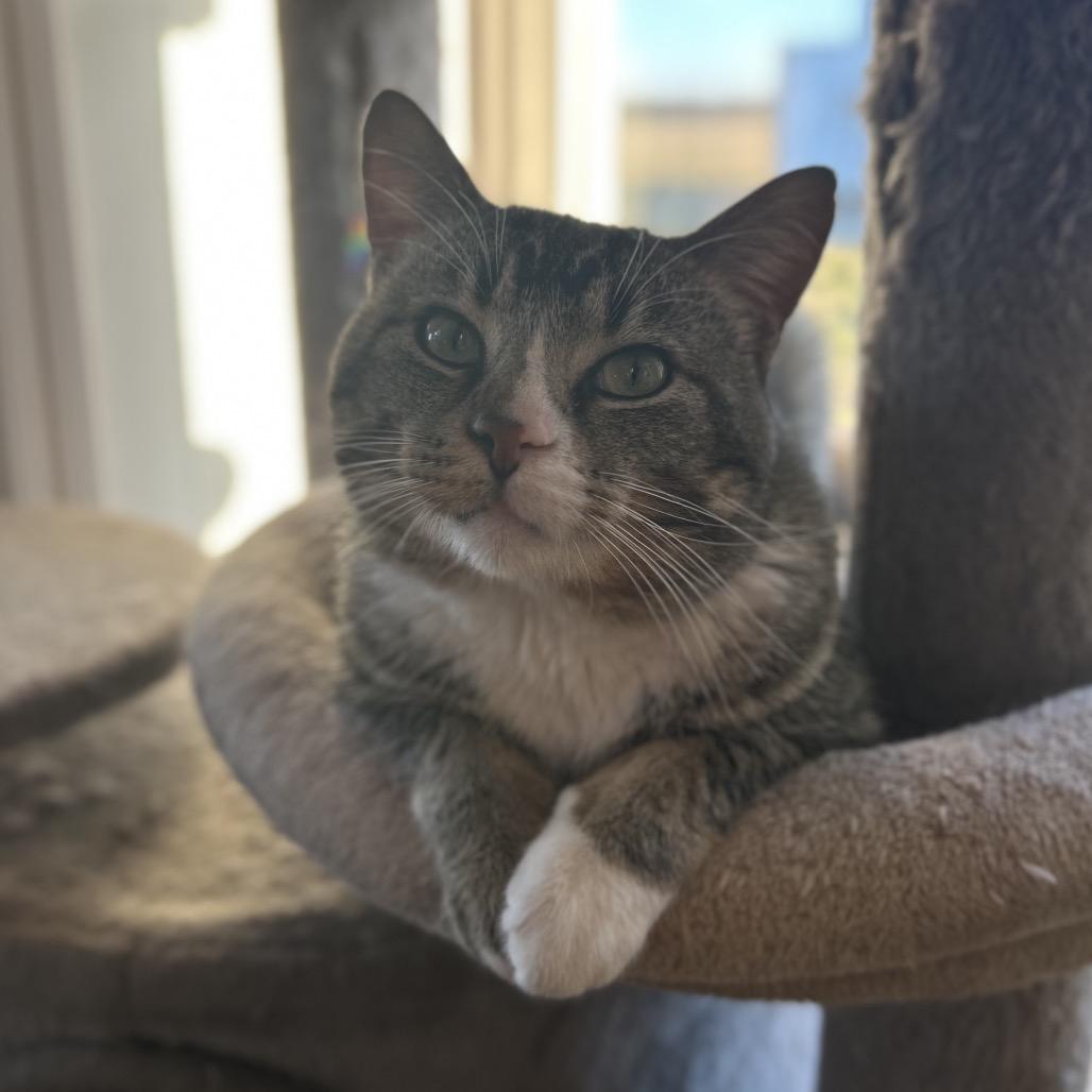 Enlarge Sebastian, a Adoptable Domestic Short Hair in Troy, IL image 2/3