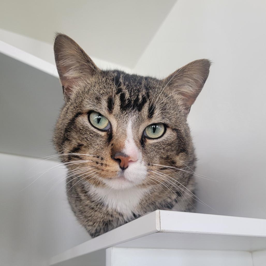 Enlarge Sebastian, a Adoptable Domestic Short Hair in Troy, IL image 3/3