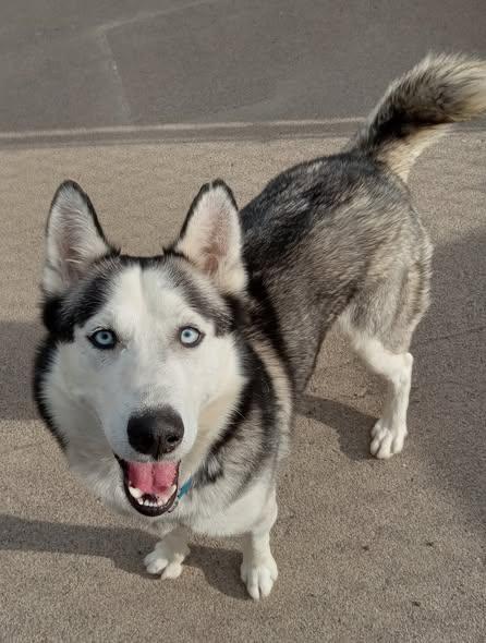 Max, Adoptable, Adult Male Husky.
