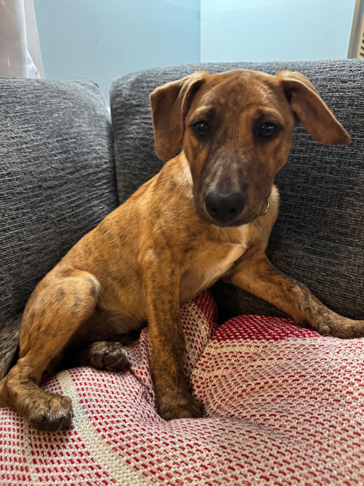 Enlarge Jordy, a Adopted mixed breed in Tarrytown, GA image 1/3