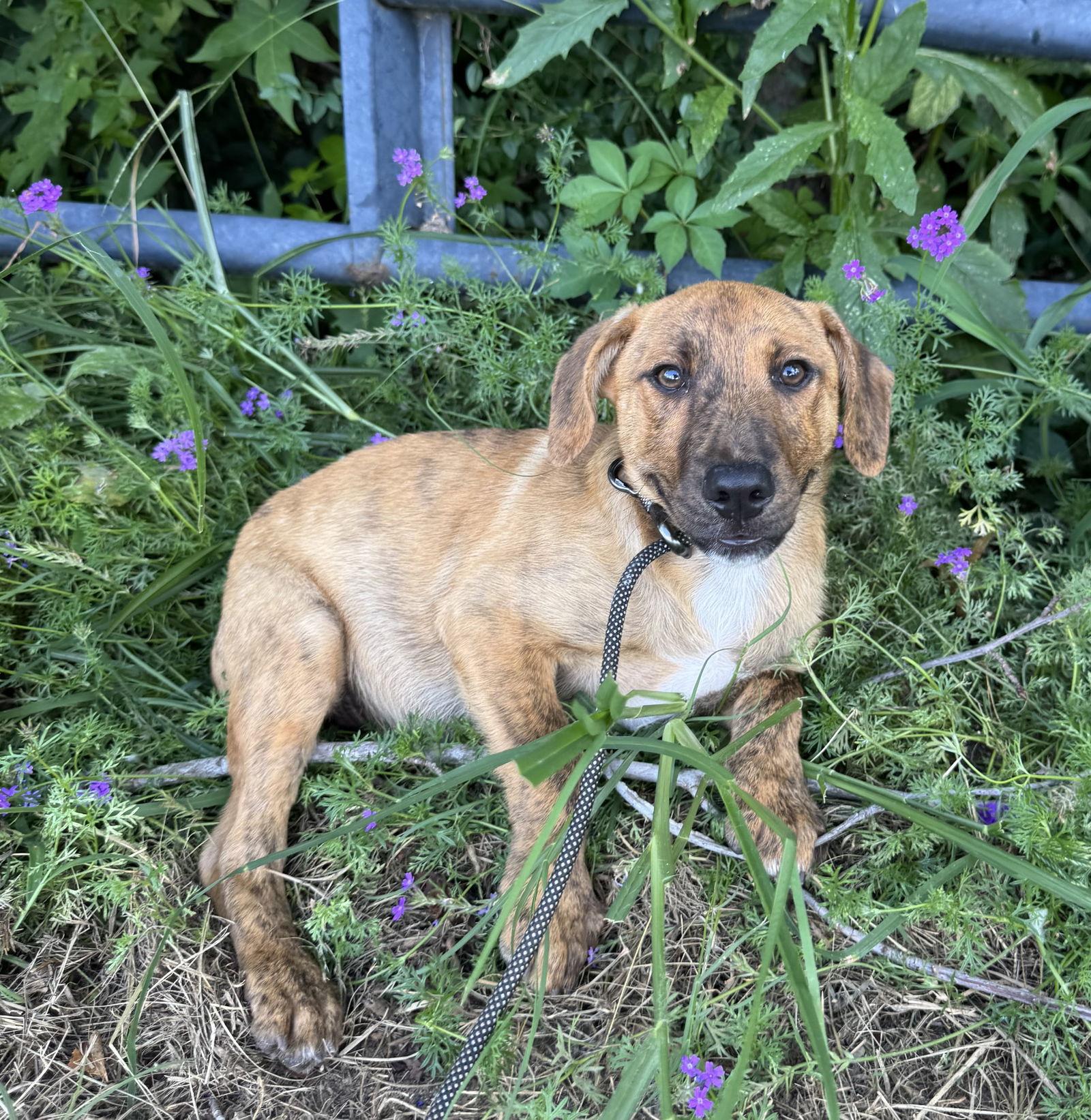 Enlarge Jordy, a Adopted mixed breed in Tarrytown, GA image 2/3