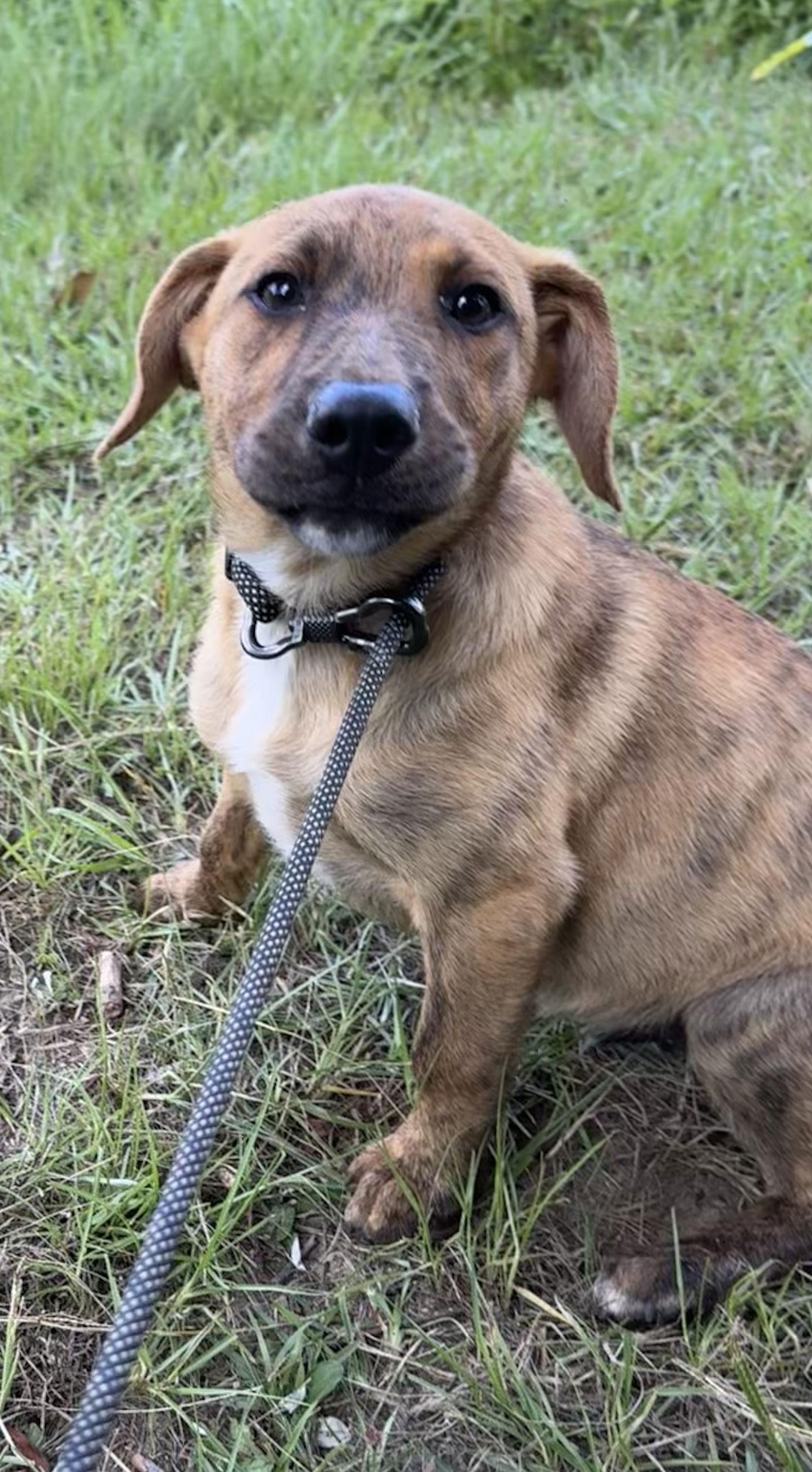 Enlarge Jordy, a Adopted mixed breed in Tarrytown, GA image 3/3