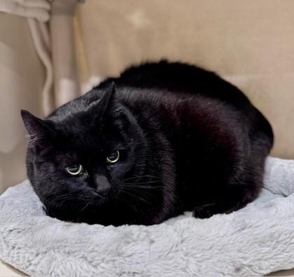 Enlarge Whiskers, a ADOPTABLE Domestic Short Hair in Bishop, GA image 1/1