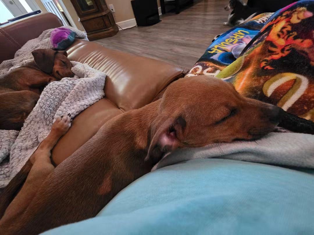 Enlarge Murphy, a Adopted mixed breed in Fort Walton Beach, FL image 3/5