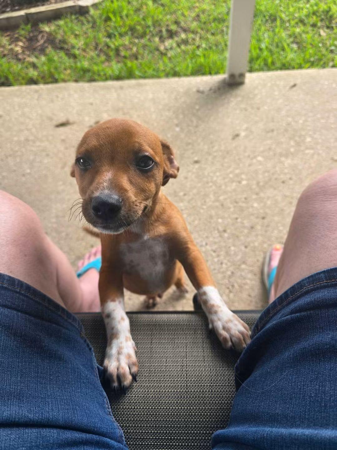 Enlarge Murphy, a Adopted mixed breed in Fort Walton Beach, FL image 2/5