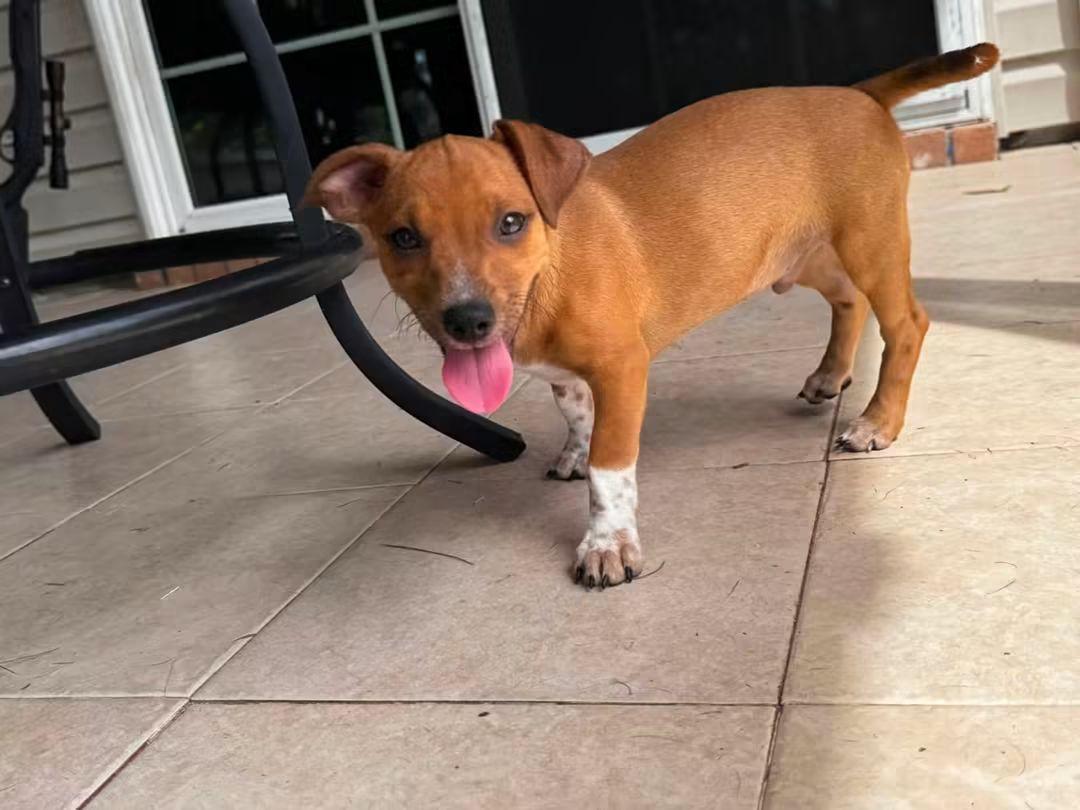 Murphy, Adopted, Puppy Male Dachshund & Rat Terrier.