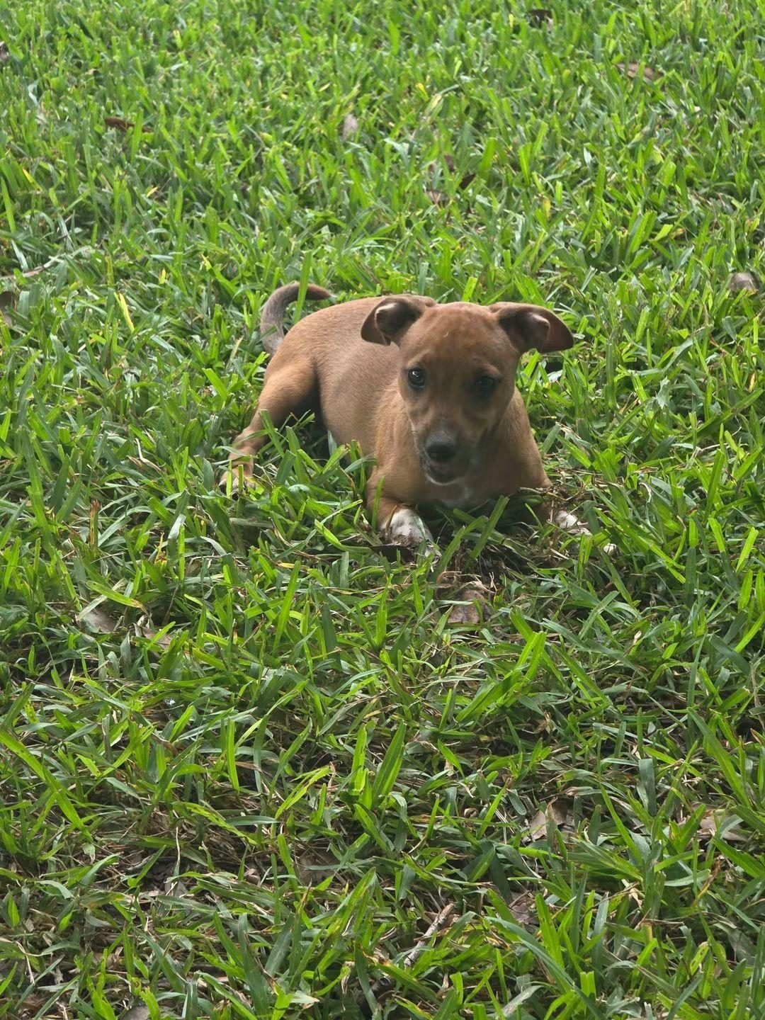 Enlarge Murphy, a Adopted mixed breed in Fort Walton Beach, FL image 5/5