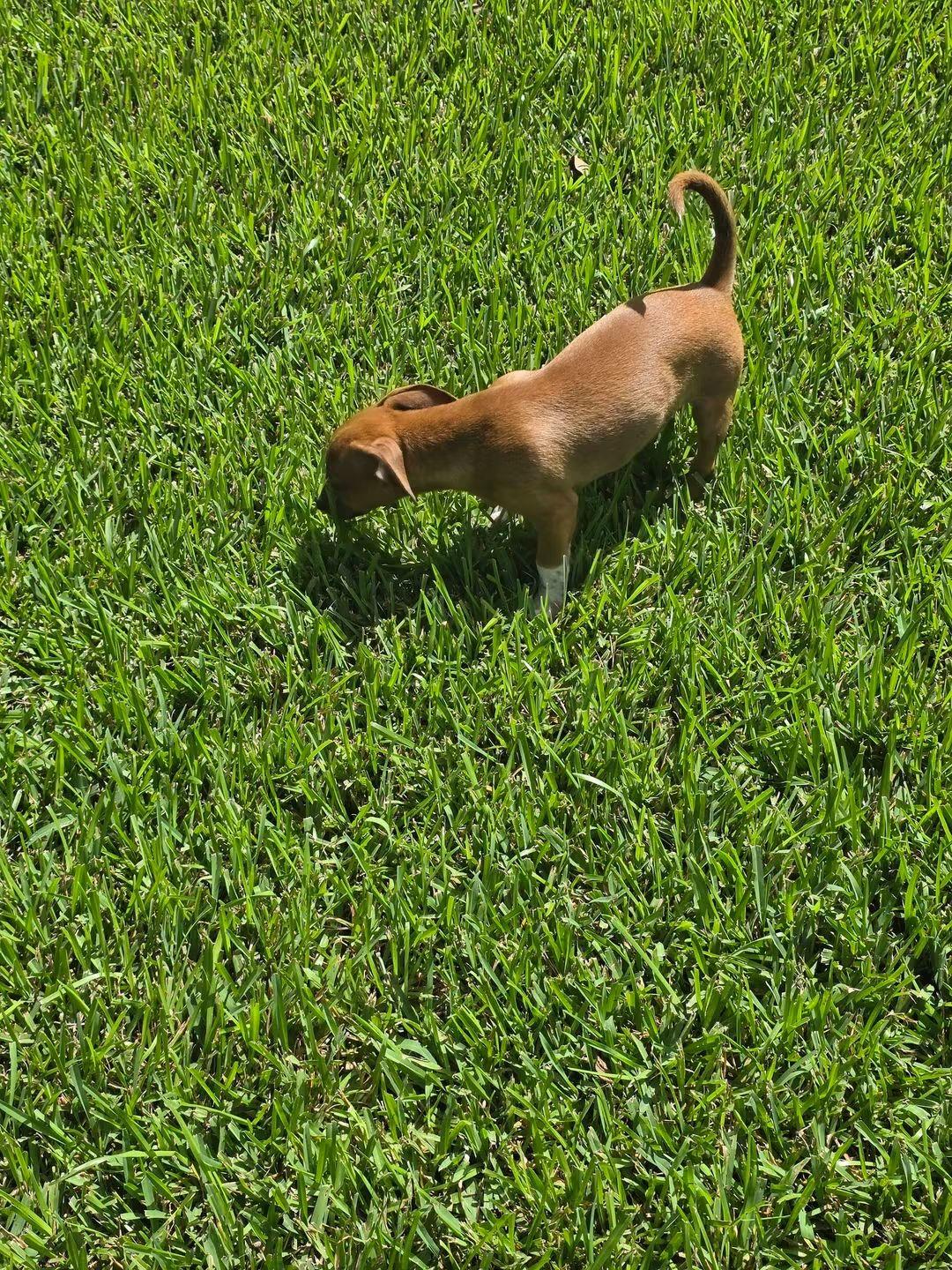 Enlarge Murphy, a Adopted mixed breed in Fort Walton Beach, FL image 4/5