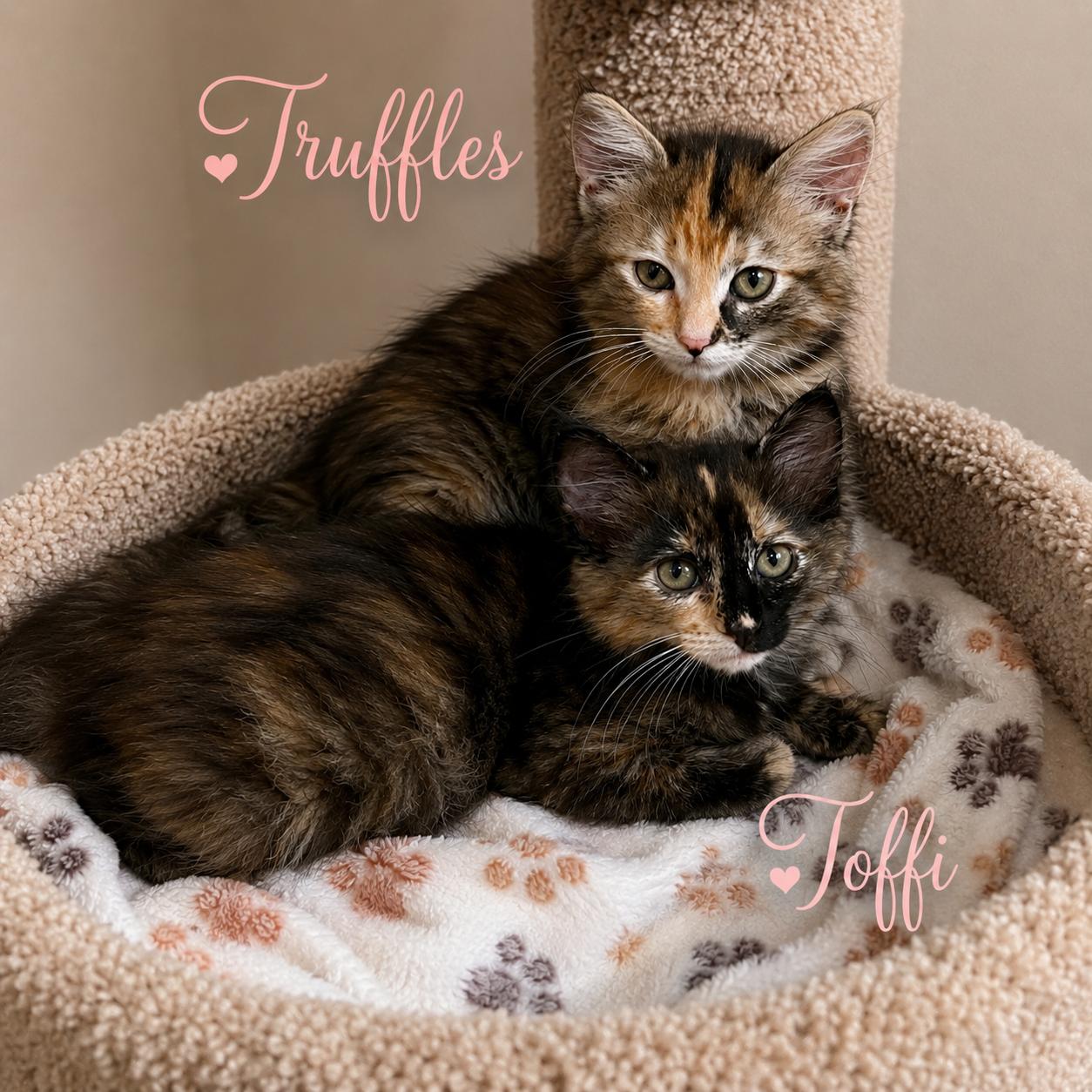 Truffles, a Adoptable mixed breed in Hillsboro, TX image 6/6