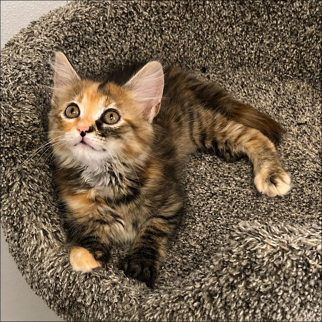 Truffles, an adoptable mixed breed in Hillsboro, TX image 4/6