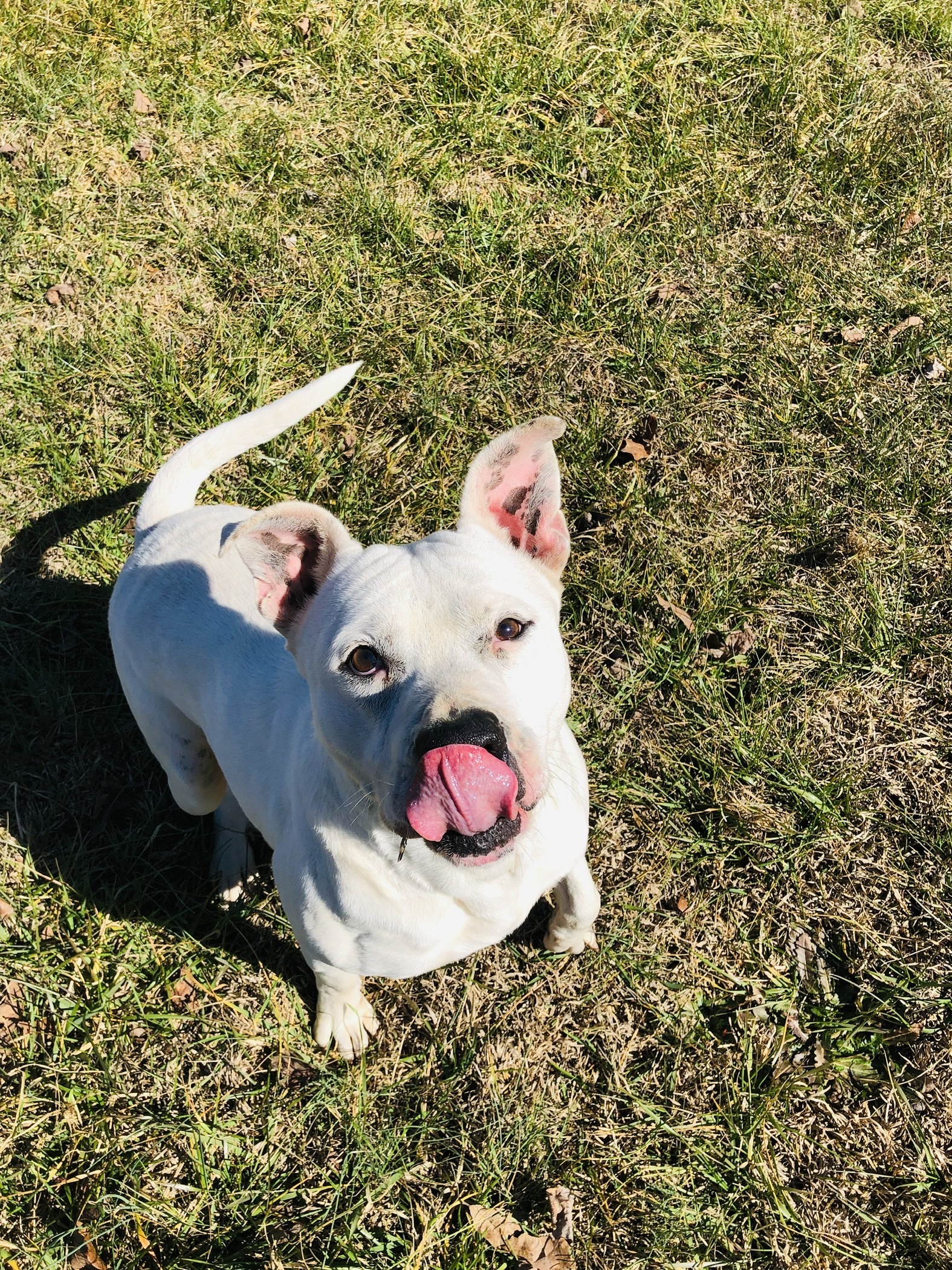 Enlarge Kane, a Adoptable American Bulldog in Hartwell, GA image 1/12