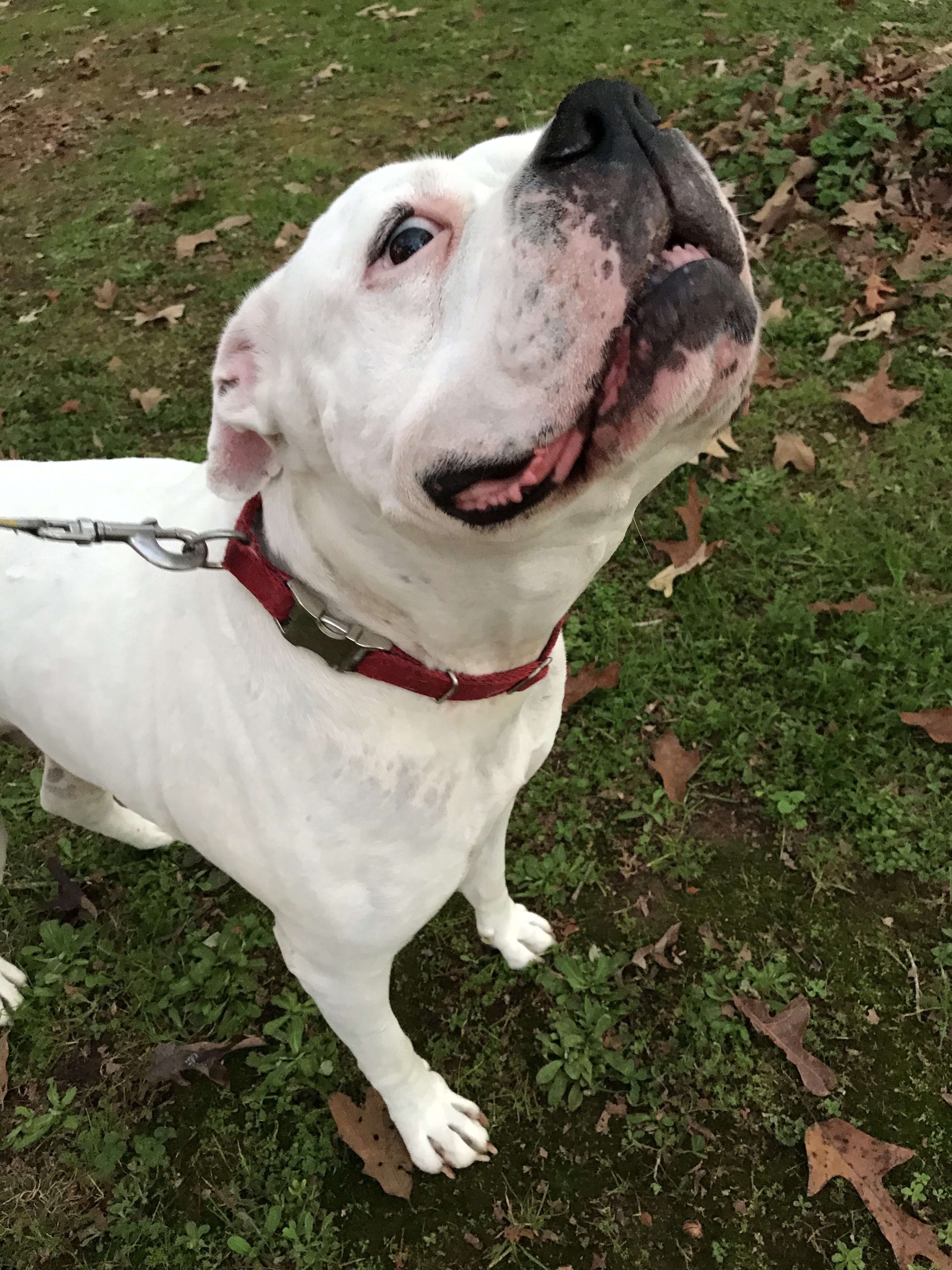 Enlarge Kane, a Adoptable American Bulldog in Hartwell, GA image 2/12