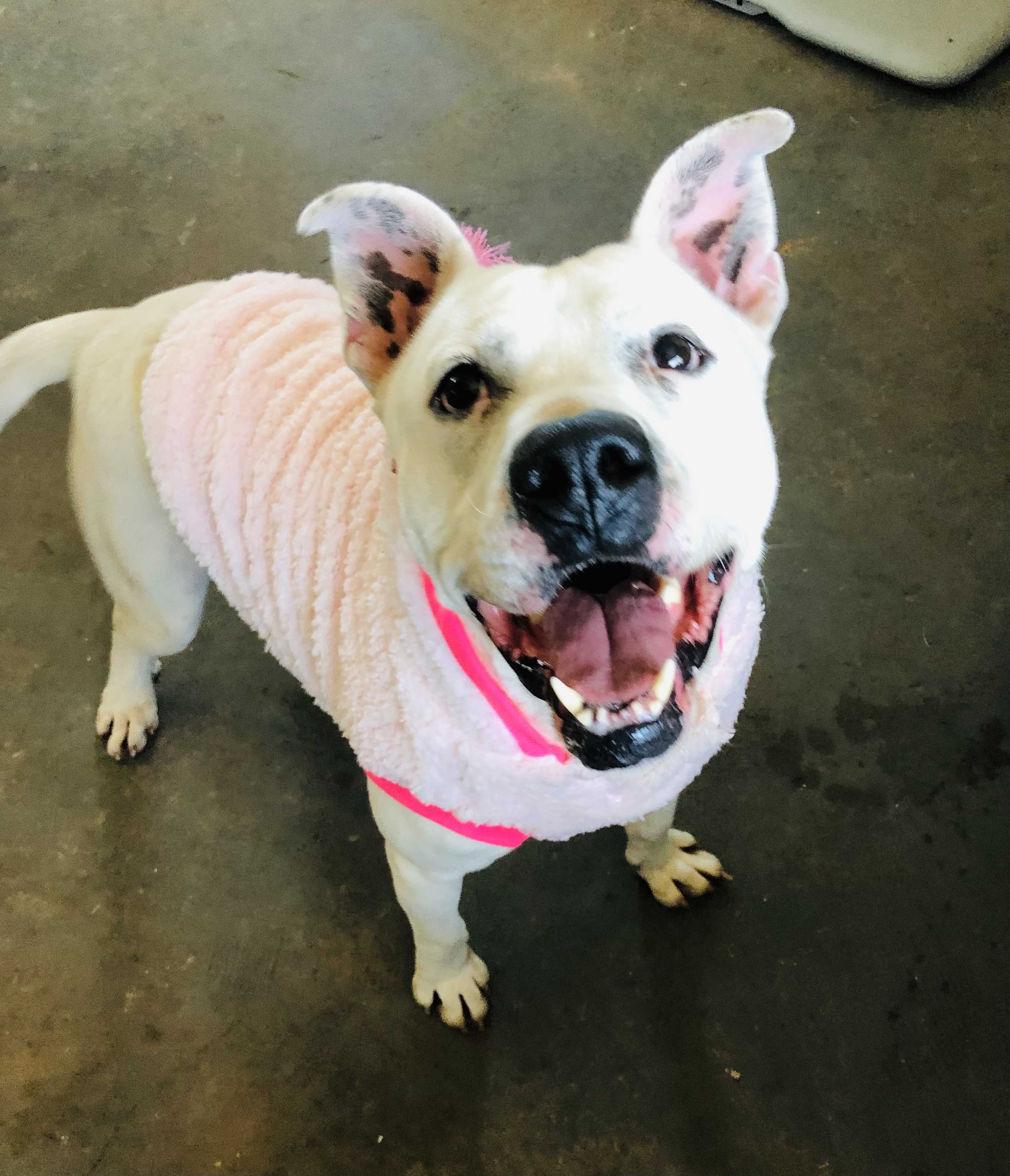 Enlarge Kane, a Adoptable American Bulldog in Hartwell, GA image 4/12