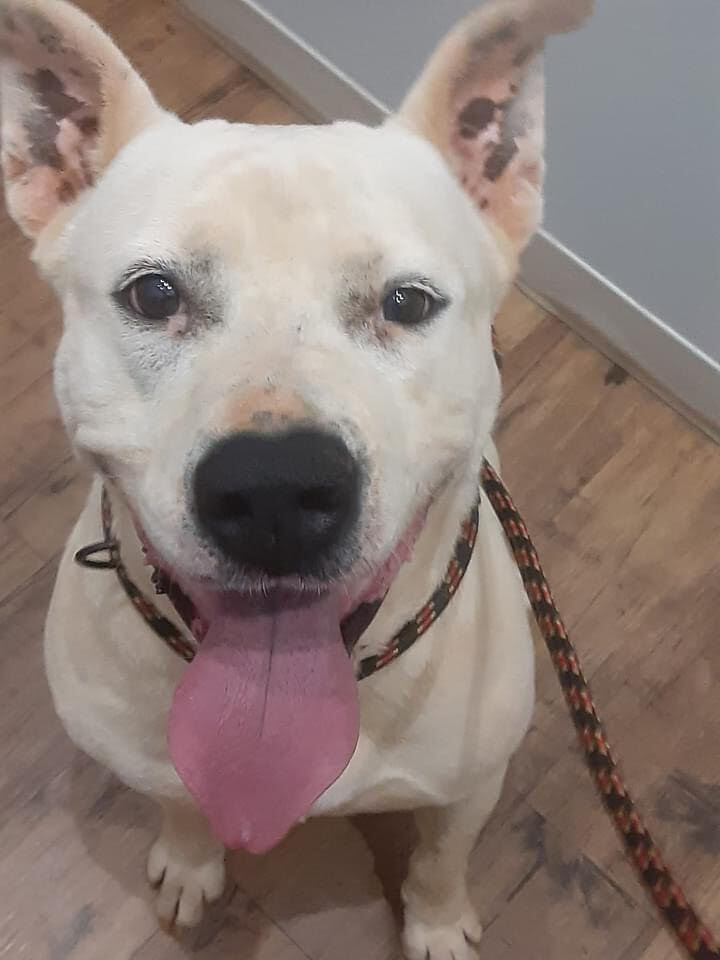 Enlarge Kane, a Adoptable American Bulldog in Hartwell, GA image 5/12