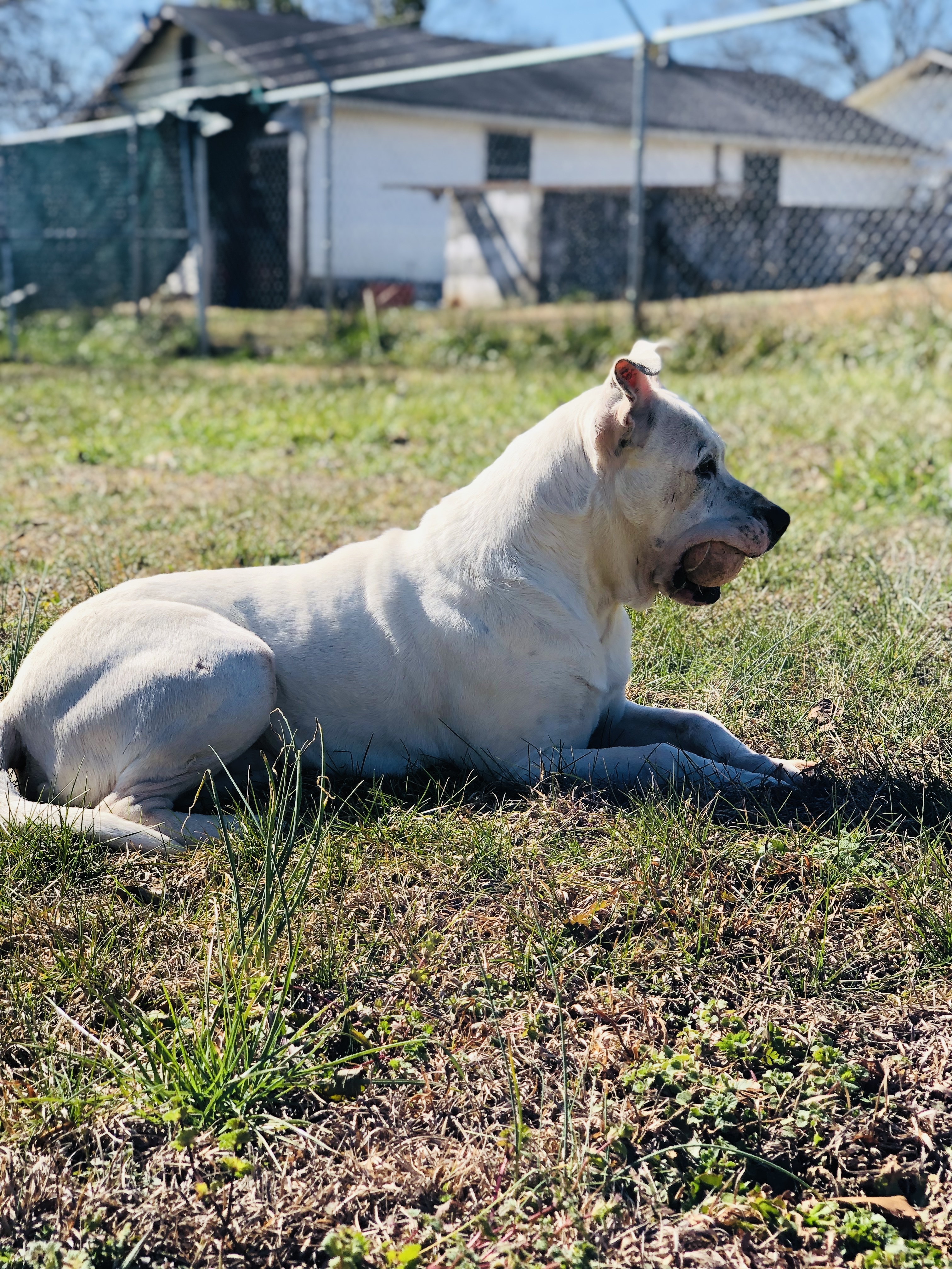 Enlarge Kane, a Adoptable American Bulldog in Hartwell, GA image 6/12
