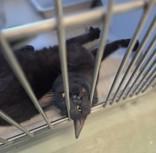 Puca, adopted, Adult Male Domestic Short Hair.