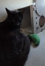 Enlarge Puca, an adopted Domestic Short Hair in Edgewood, NM image 2/2