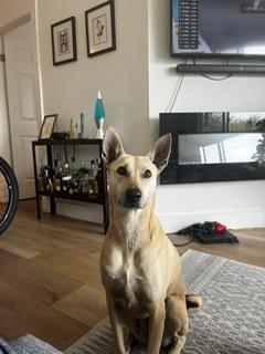 Maggi, a Adoptable mixed breed in Richmond, BC image 3/6