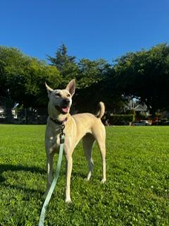 Maggi, a Adoptable mixed breed in Richmond, BC image 1/6