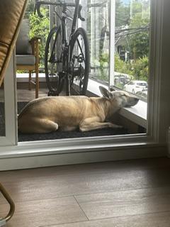 Maggi, a Adoptable mixed breed in Richmond, BC image 2/6