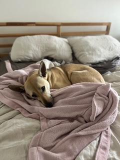 Maggi, a Adoptable mixed breed in Richmond, BC image 4/6