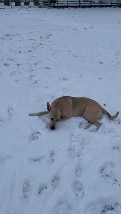 Enlarge Maggi, a Adoptable mixed breed in Richmond, BC video 5/6