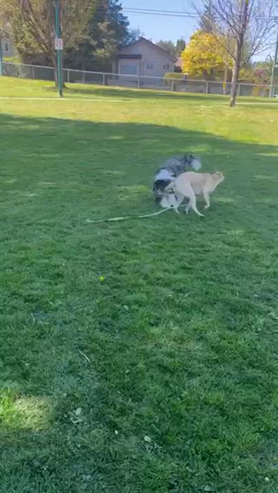 Enlarge Maggi, a Adoptable mixed breed in Richmond, BC video 6/6