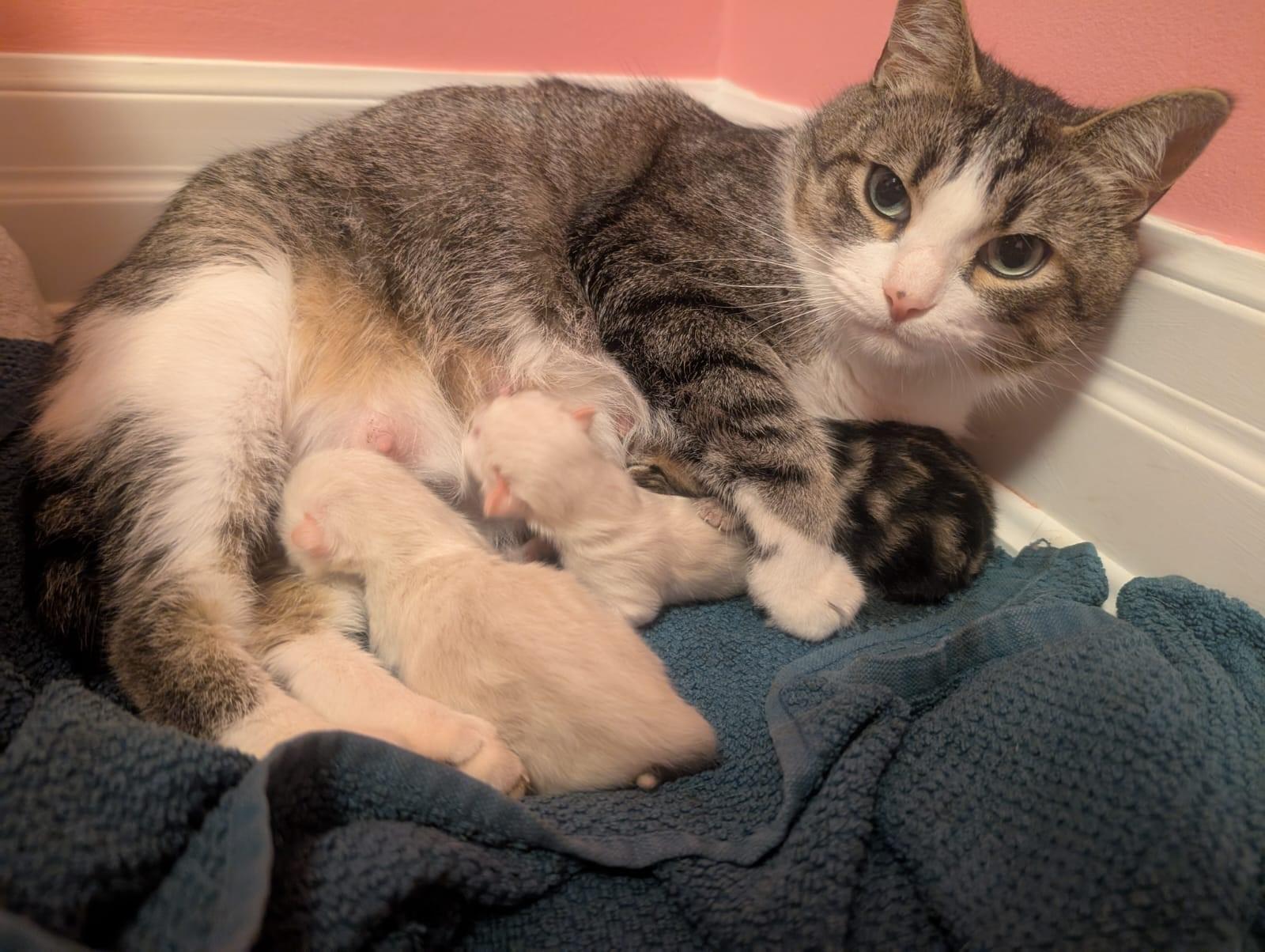 Food Donations / SCARF fundraiser, a Adoptable Abyssinian in Mississauga, ON image 2/2
