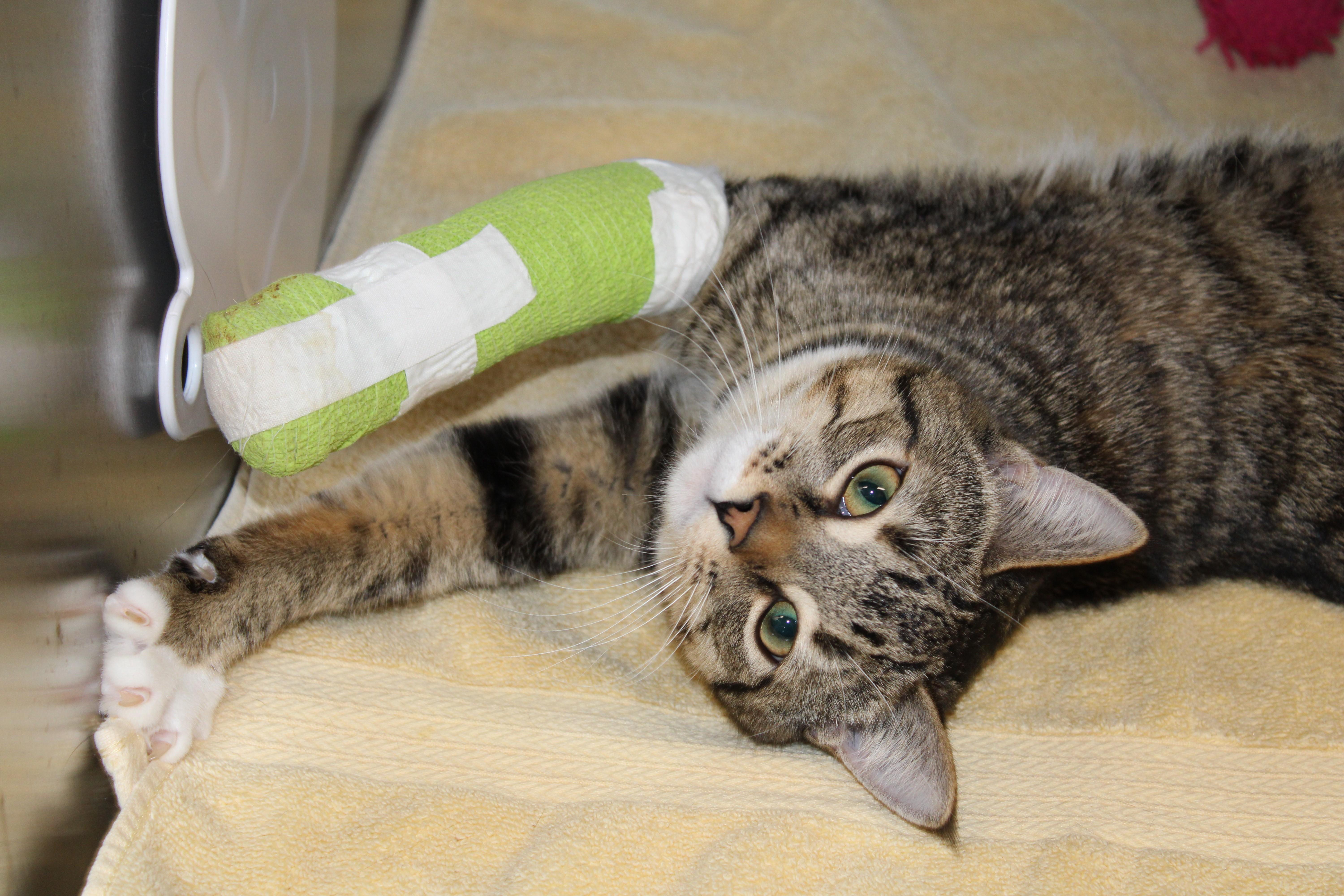 Food Donations / SCARF fundraiser, a Adoptable Abyssinian in Mississauga, ON image 1/2